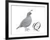 Q is for Quail-Stacy Hsu-Framed Art Print