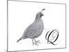 Q is for Quail-Stacy Hsu-Mounted Art Print