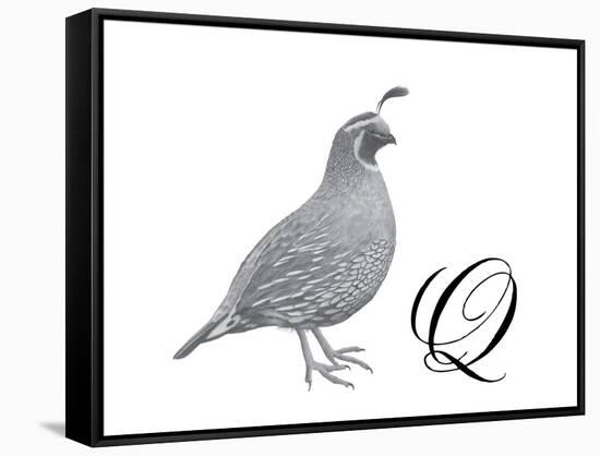 Q is for Quail-Stacy Hsu-Framed Stretched Canvas