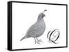 Q is for Quail-Stacy Hsu-Framed Stretched Canvas