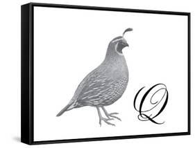 Q is for Quail-Stacy Hsu-Framed Stretched Canvas