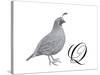 Q is for Quail-Stacy Hsu-Stretched Canvas