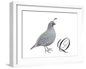 Q is for Quail-Stacy Hsu-Framed Art Print