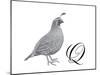 Q is for Quail-Stacy Hsu-Mounted Art Print