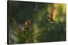 Stretched Canvas