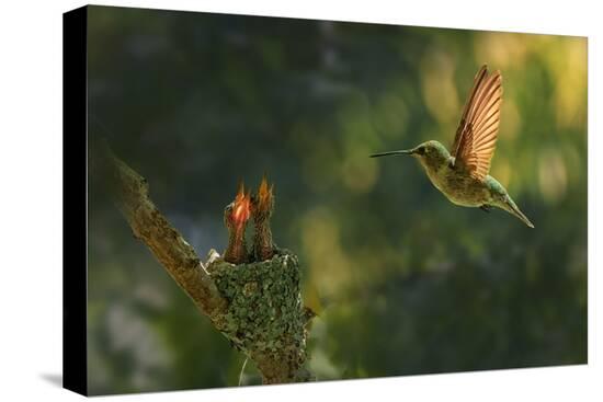 Stretched Canvas Print, , large