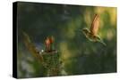 Stretched Canvas