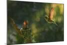 Wood Mount