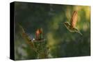 Stretched Canvas