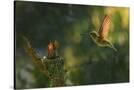 Stretched Canvas