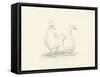 Quack Quack II-Ethan Harper-Framed Stretched Canvas