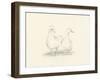 Quack Quack II-Ethan Harper-Framed Art Print