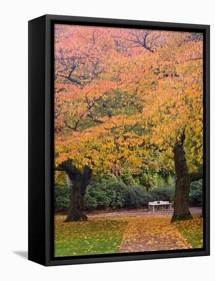 Quad in Autumn, University of Washington, Seattle, Washington, USA-Jamie & Judy Wild-Framed Stretched Canvas