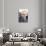 Quadrophenia-null-Photo displayed on a wall