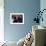 Quadrophenia-null-Framed Photo displayed on a wall