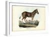 Quagga, 1863-79-Raimundo Petraroja-Framed Giclee Print