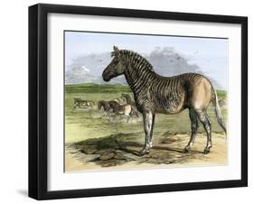 Quagga in the London Zoo, Now Extinct, 1850s-null-Framed Giclee Print