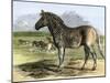 Quagga in the London Zoo, Now Extinct, 1850s-null-Mounted Giclee Print