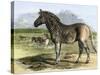 Quagga in the London Zoo, Now Extinct, 1850s-null-Stretched Canvas