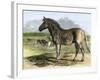 Quagga in the London Zoo, Now Extinct, 1850s-null-Framed Giclee Print