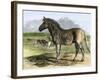 Quagga in the London Zoo, Now Extinct, 1850s-null-Framed Giclee Print