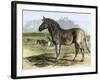 Quagga in the London Zoo, Now Extinct, 1850s-null-Framed Giclee Print