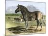 Quagga in the London Zoo, Now Extinct, 1850s-null-Mounted Giclee Print