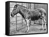 Quagga Mare in London Zoo, C1870-Frederick York-Framed Stretched Canvas