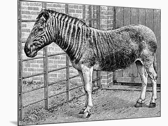 Quagga Mare in London Zoo, C1870-Frederick York-Mounted Giclee Print