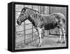 Quagga Mare in London Zoo, C1870-Frederick York-Framed Stretched Canvas