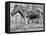 Quagga Mare in London Zoo, C1870-Frederick York-Framed Stretched Canvas