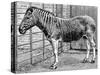 Quagga Mare in London Zoo, C1870-Frederick York-Stretched Canvas