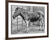 Quagga Mare in London Zoo, C1870-Frederick York-Framed Giclee Print