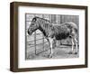 Quagga Mare in London Zoo, C1870-Frederick York-Framed Giclee Print