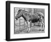 Quagga Mare in London Zoo, C1870-Frederick York-Framed Giclee Print