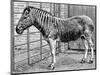 Quagga Mare in London Zoo, C1870-Frederick York-Mounted Giclee Print