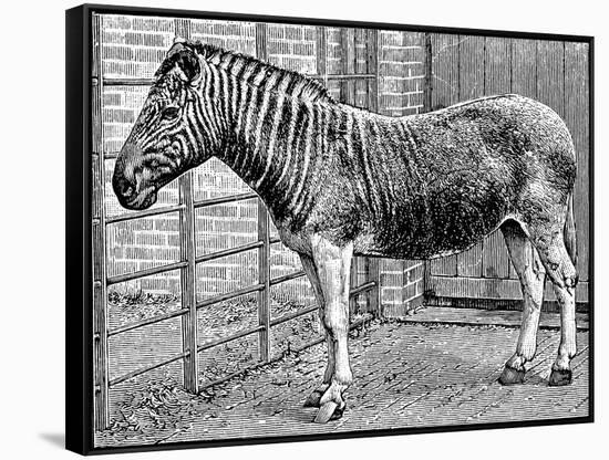 Quagga Mare in London Zoo, C1870-Frederick York-Framed Stretched Canvas