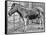 Quagga Mare in London Zoo, C1870-Frederick York-Framed Stretched Canvas