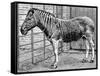 Quagga Mare in London Zoo, C1870-Frederick York-Framed Stretched Canvas