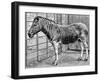 Quagga Mare in London Zoo, C1870-Frederick York-Framed Giclee Print