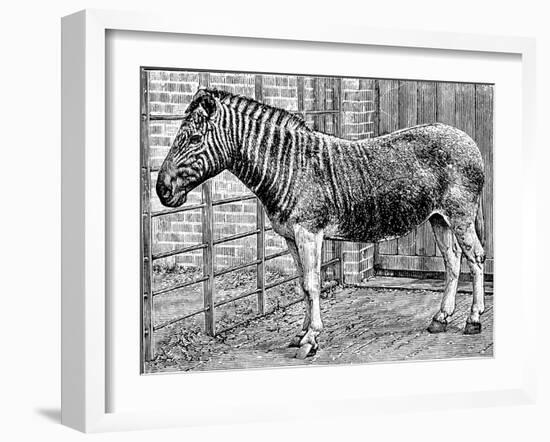 Quagga Mare in London Zoo, C1870-Frederick York-Framed Giclee Print