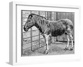 Quagga Mare in London Zoo, C1870-Frederick York-Framed Giclee Print