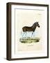 Quagga-null-Framed Giclee Print