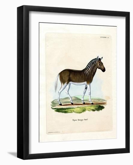 Quagga-null-Framed Giclee Print