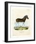 Quagga-null-Framed Giclee Print