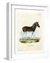 Quagga-null-Framed Giclee Print