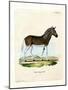 Quagga-null-Mounted Giclee Print