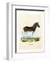 Quagga-null-Framed Premium Giclee Print