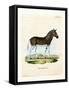 Quagga-null-Framed Stretched Canvas