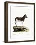 Quagga-null-Framed Giclee Print